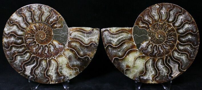 Cut/Polished Ammonite Pair - Agatized #21795